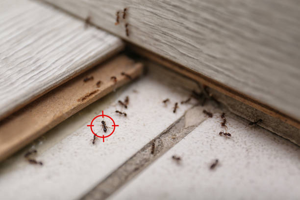 Best Wasp Removal Services  in Risg Sun, IN