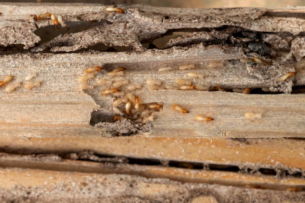 Best Affordable Pest Control Services  in Risg Sun, IN