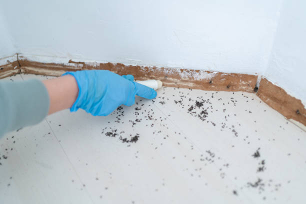 Best Flea Control Services  in Risg Sun, IN